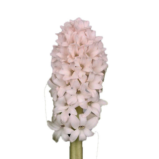 Picture of Hyacinth China Pink