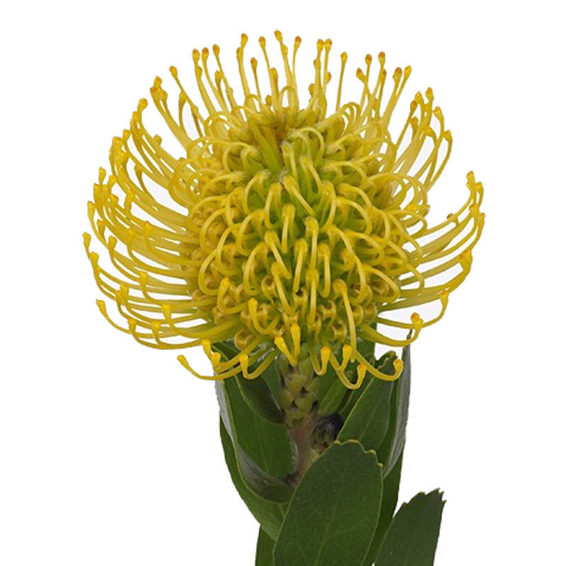 Protea Pincushion - Orange