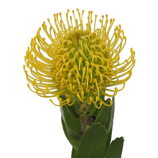 Picture of Protea Pincushion Super Gold