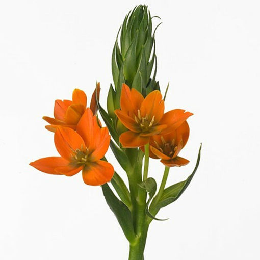Picture of Onithogalum Orange Fire