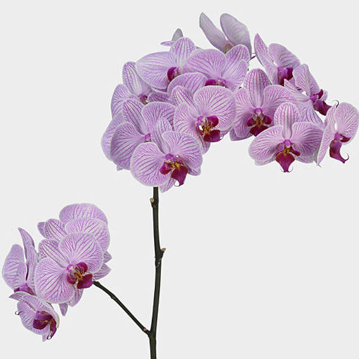 Picture of Orchid Phalaenopsis Shanghai
