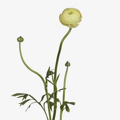 Picture of Ranunculus Aazur Champagne