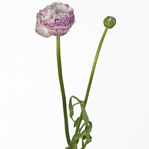 Picture of Ranunculus Aazur White Striped
