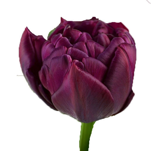 Picture of Tulip Alison Bradley