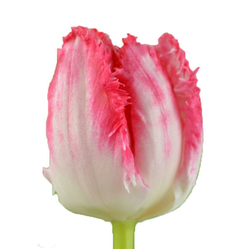 Picture of Tulip Neglige