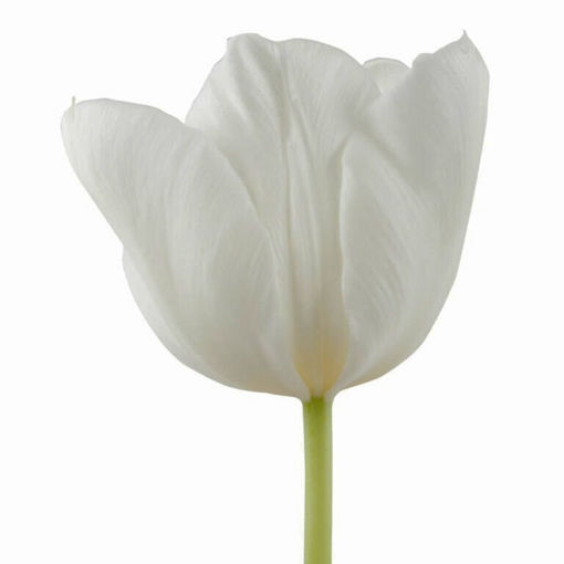 Picture of Tulip Mondial
