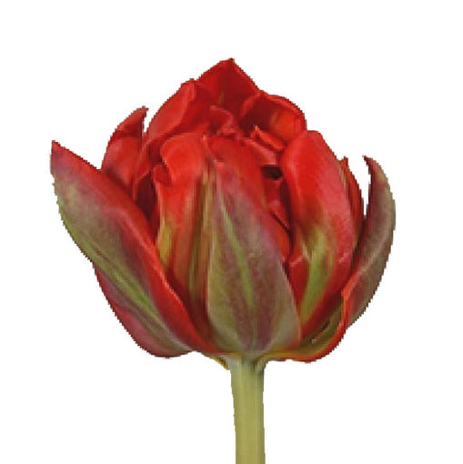 Picture of Tulip Red Princess
