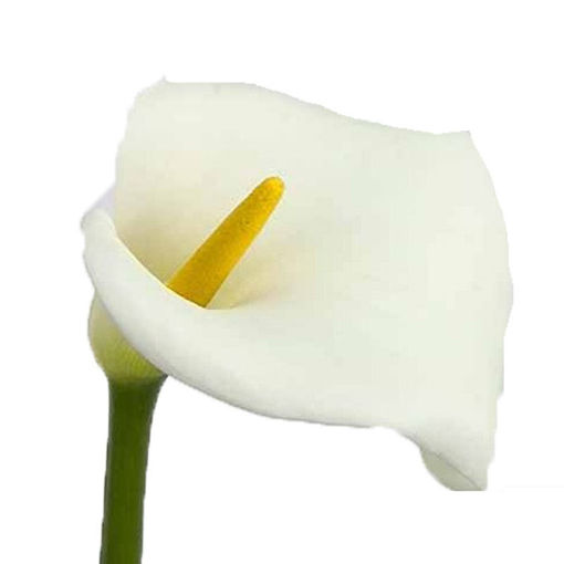 Picture of Calla Lilly Avalanche