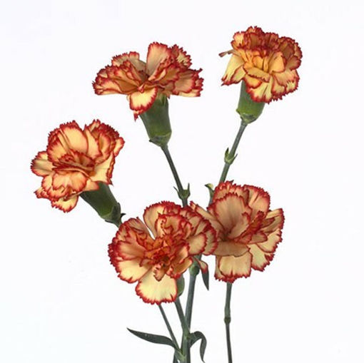 Picture of Carnation Spray Carimbo
