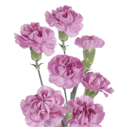Picture of Carnation Spray Lavender