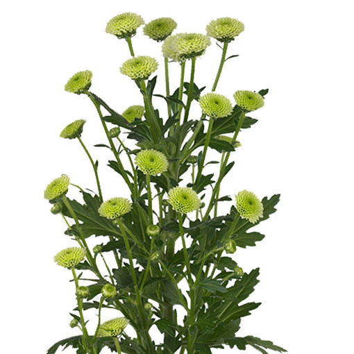 Picture of Chrysant. Santini Calimero Minty