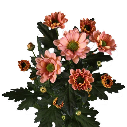 Picture of Chrysant. Santini  Rossi Smokey