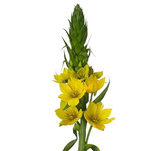 Picture of Ornithogalum Yellow Star