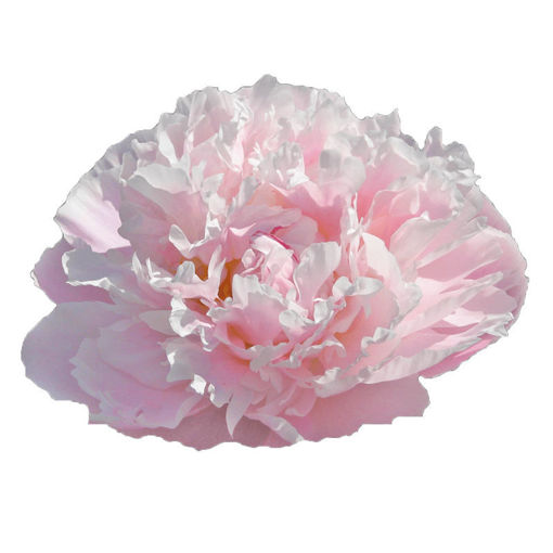 Picture of Peony Catherina Fontijn