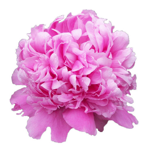 Picture of Peony Jules Ellie
