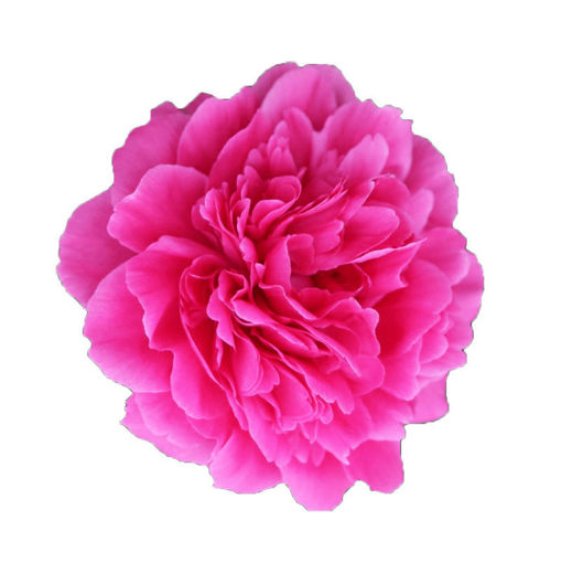 Picture of Peony Pink Panther