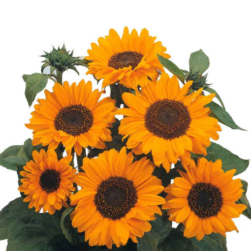 Picture of Sunflower Sonja