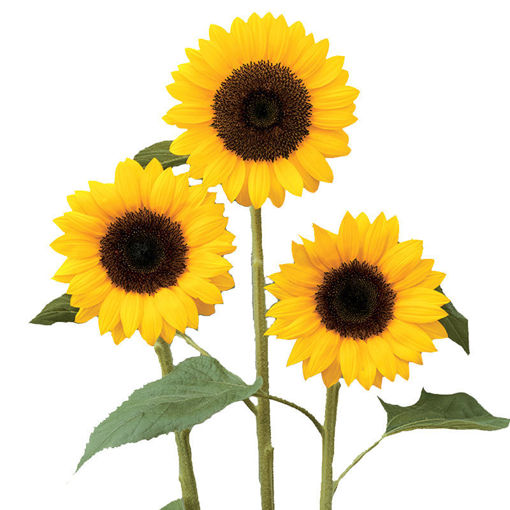 Picture of Sunflower Sunrich Orange