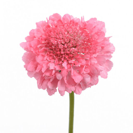 Picture of Scabiosa Candy Scoop