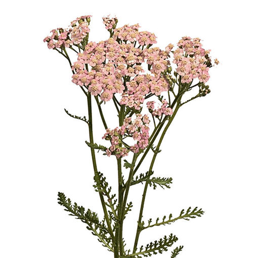 Picture of Achillea Lilac Beauty