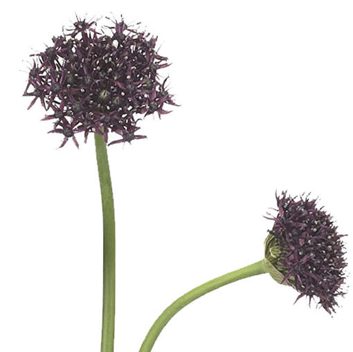 Picture of Allium Atropurpuream
