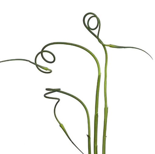Picture of Allium Sativum Ophioscordan