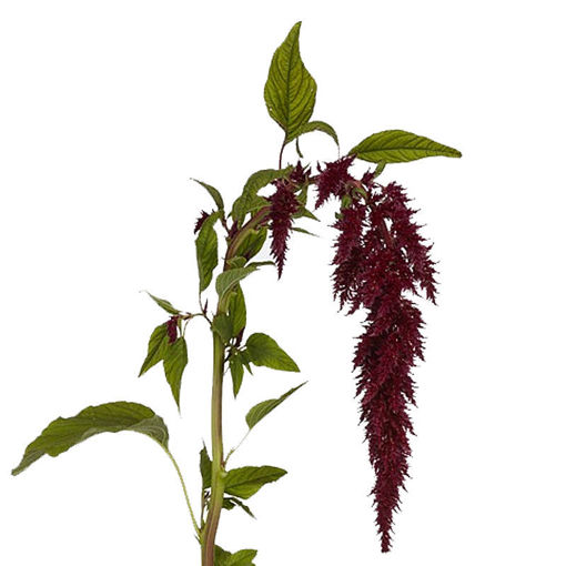 Picture of Amaranthus Red Spiders