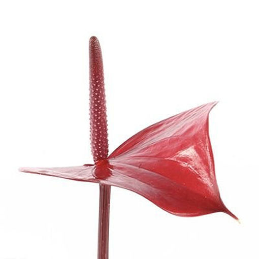 Picture of Anthurium Deco Red
