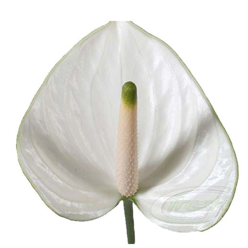 Picture of Anthurium Snowy