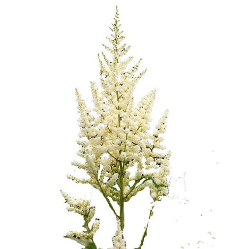Picture of Astilbe Diamont