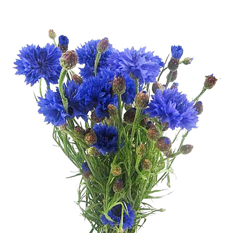 Centaurea - Cornflower Blue | Wholesale Cut Flowers Direct