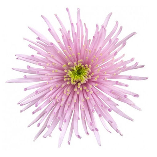 Picture of Chrysant. Disbud Capriool