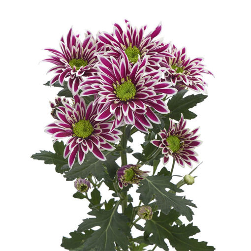 Picture of Chrysant. Spray Saba