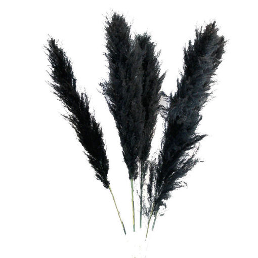 Picture of Cortaderia  - Pampass Grass Black