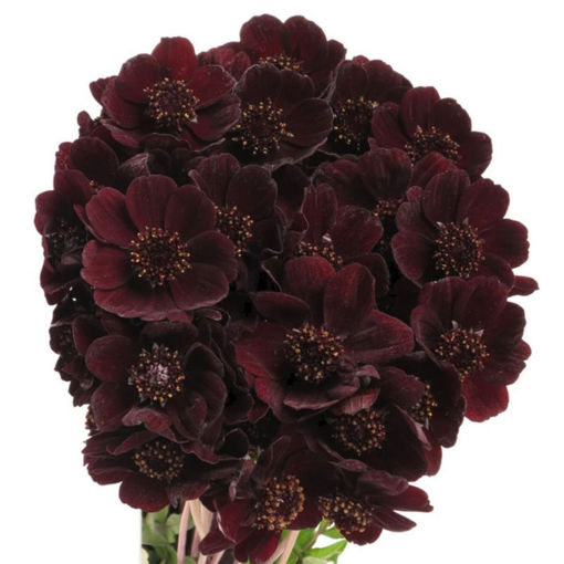 Picture of Cosmos Black Beauty