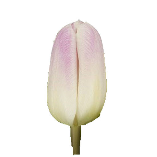 Picture of Tulip Ghost