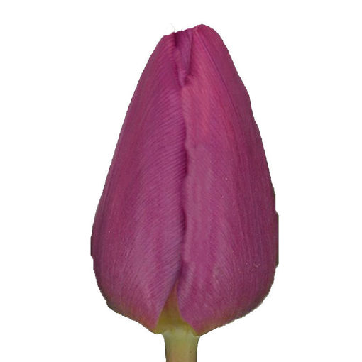 Picture of Tulip Purple Prince