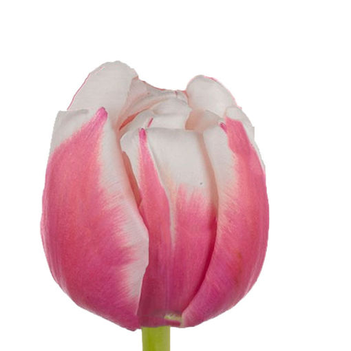 Picture of Tulip Margarita