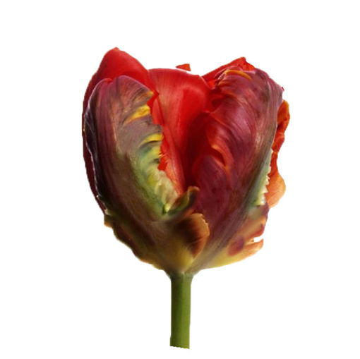 Picture of Tulip Rococo