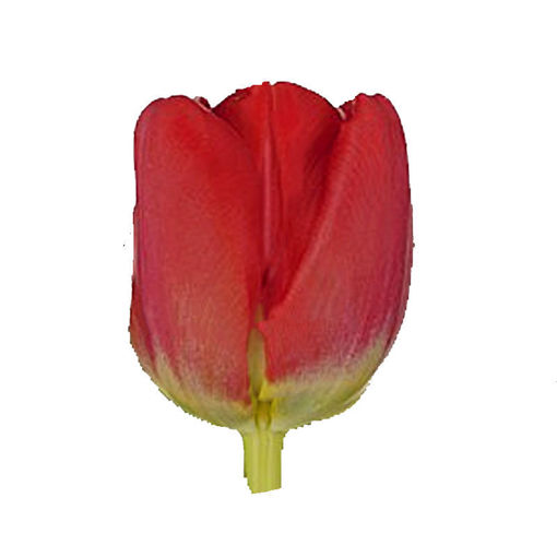 Picture of Tulip Antarctica Fire