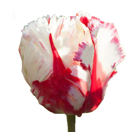 Picture of Tulip Estella Rijnveld