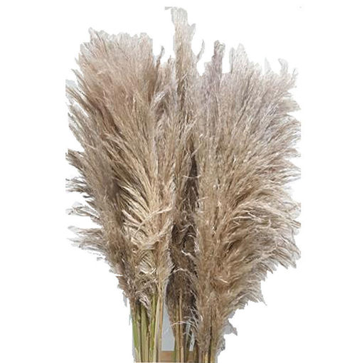 Picture of Cortaderia - Pampass Grass Silver Mountain