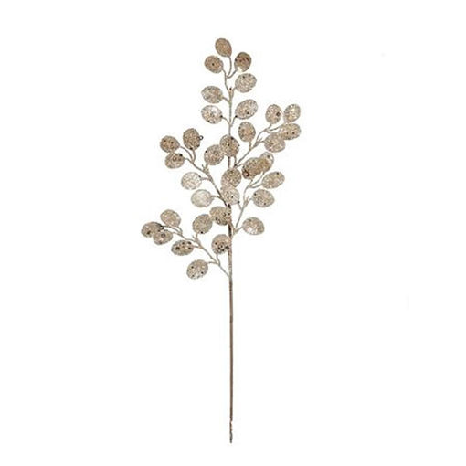 Picture of Eucalyptus Stem | Champagne