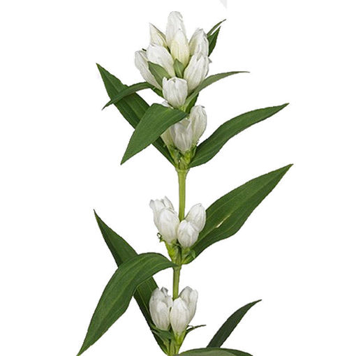 Picture of Gentian White Lady