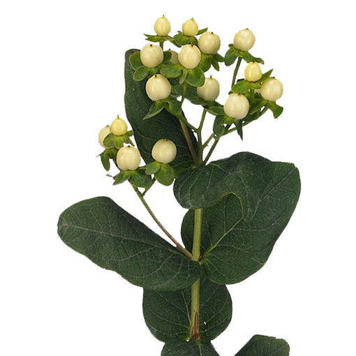 Picture of Hypericum Cool Romance