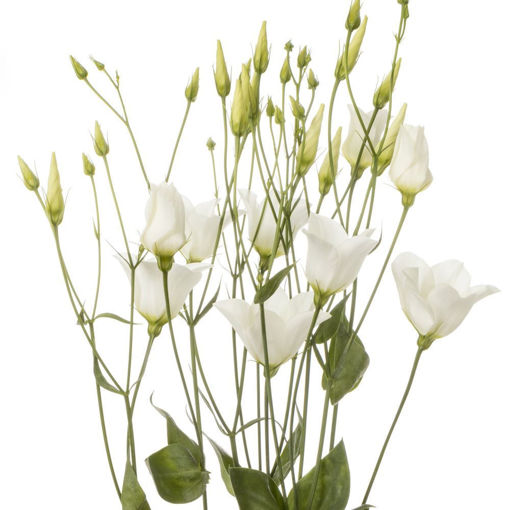 Picture of LIsianthus Botanical White