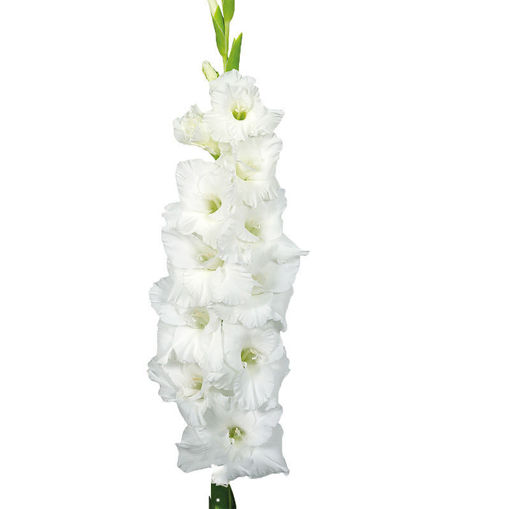Picture of Gladioli Essential White