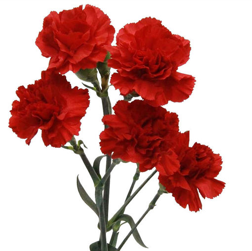 Picture of Carnation Spray Red Baron