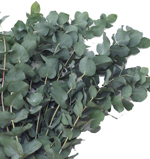 Picture of Eucalyptus Cinerea short
