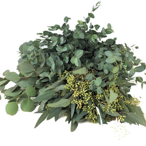 Picture of Eucalyptus Mixed Bunch